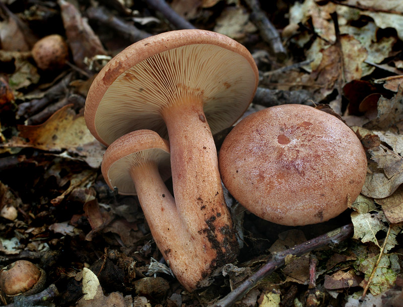 Lactarius quietus